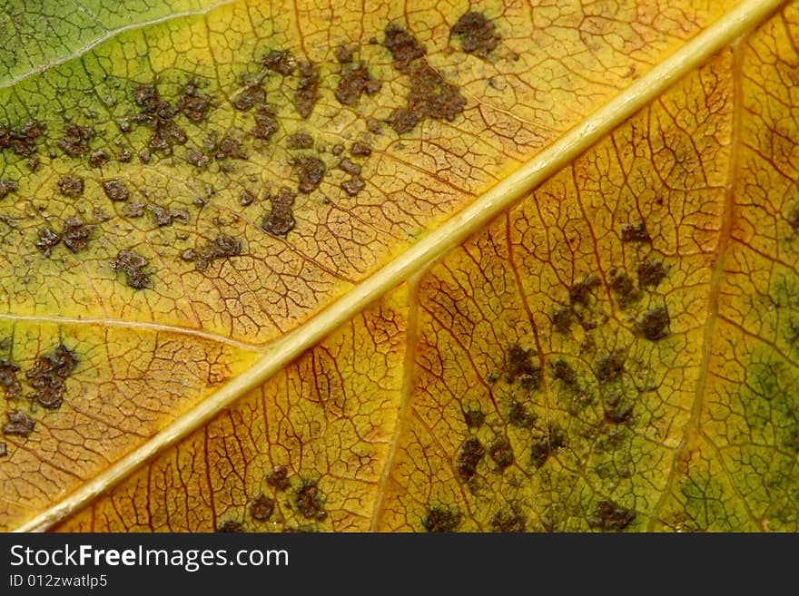 Close up of leaf texture as background. Close up of leaf texture as background.