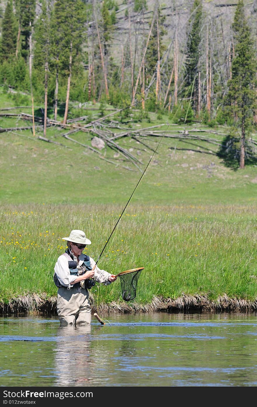 Active senior woman with a trout in her fishing net, wading the Firehole River in Yellowstone Park. Active senior woman with a trout in her fishing net, wading the Firehole River in Yellowstone Park.