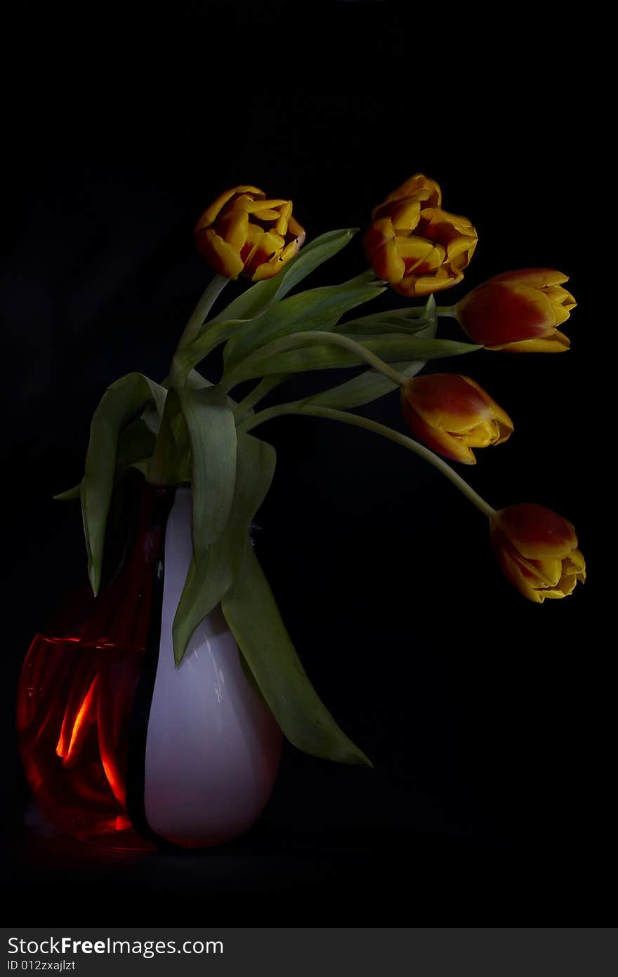 The tulips photographed with use of a light brush. The tulips photographed with use of a light brush