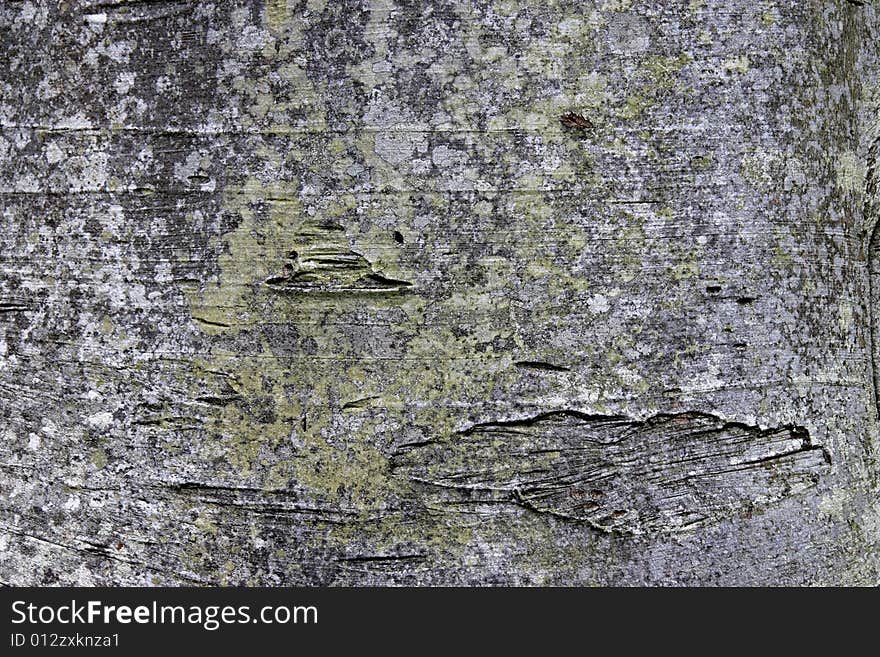 Weathered Bark of Tree