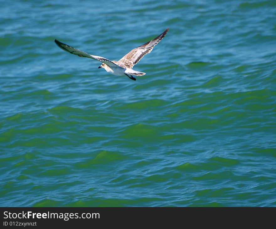 A wonderfull shot a flying seagull. A wonderfull shot a flying seagull