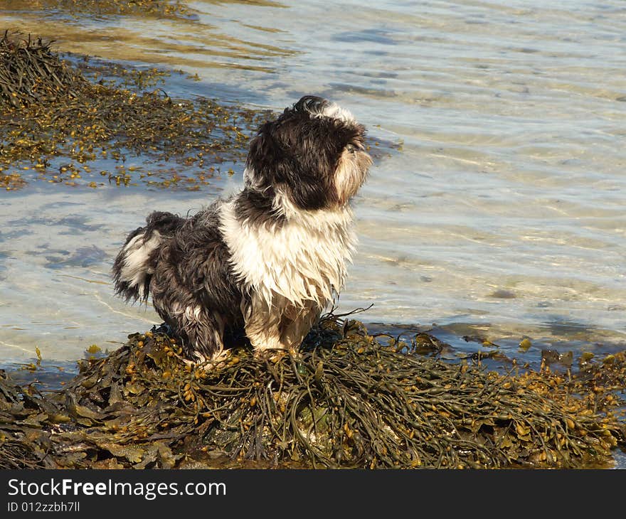 Small shi-tzus dog on the sea weeds of Eggum, Lofoten islands. Small shi-tzus dog on the sea weeds of Eggum, Lofoten islands