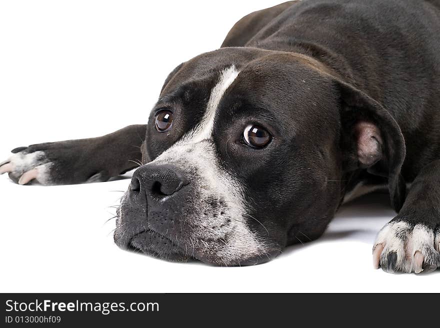 Portrait Of The American Staffordshire Terrier