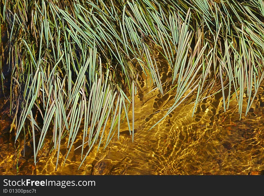 Grass in water