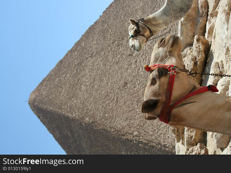 Camel in front of The pyramids of gaza in egypt. Camel in front of The pyramids of gaza in egypt