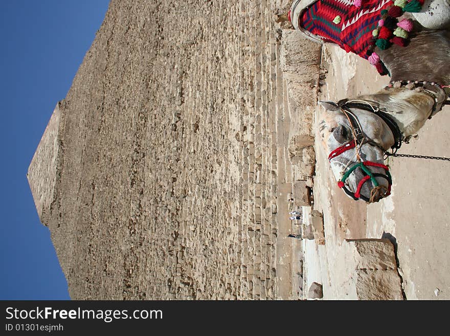 Camel in front of The pyramids of gaza in egypt. Camel in front of The pyramids of gaza in egypt