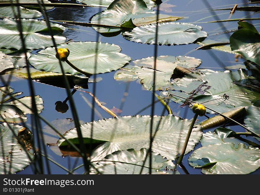 Can-docks in a plant-filled pond. Can-docks in a plant-filled pond.