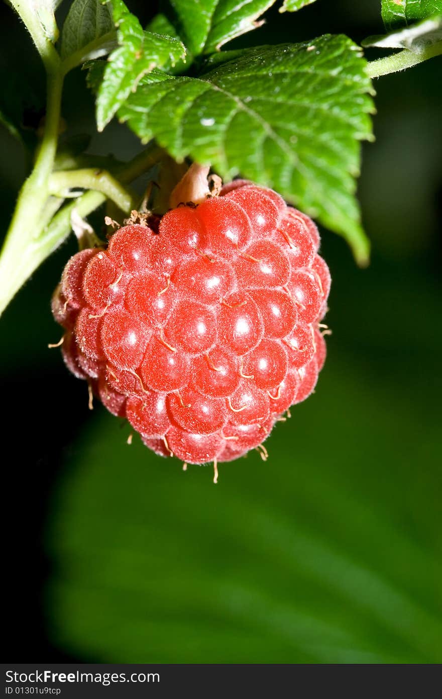 Fresh raspberry