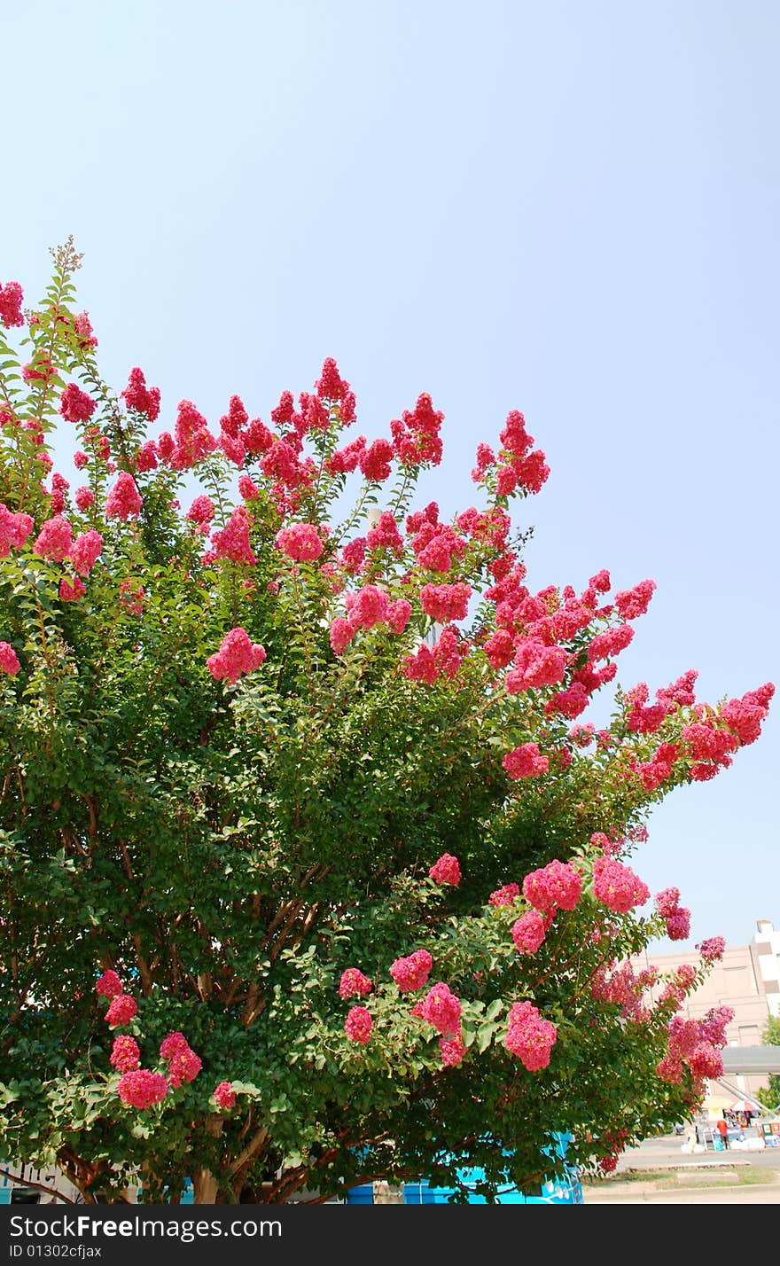 Flowers on a tree.