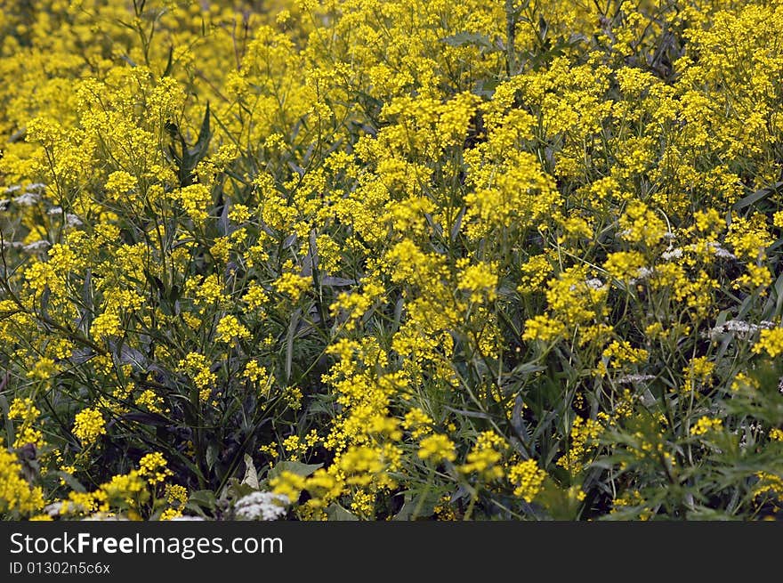 Yellow Flowers On Stone