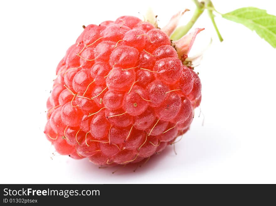 Fresh raspberry