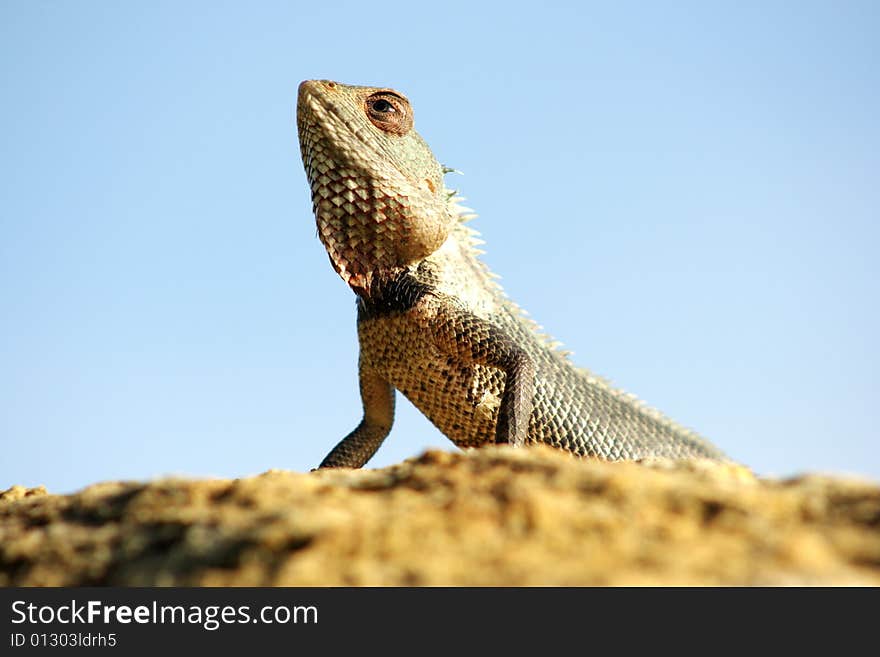 Green gecko  in Sri Lanka