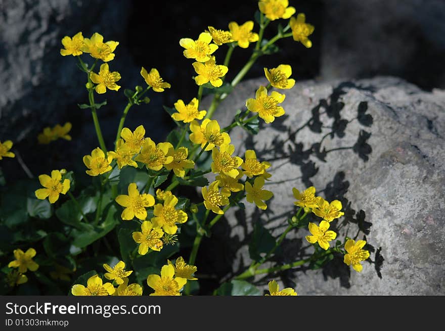 Yellow flowers on stone