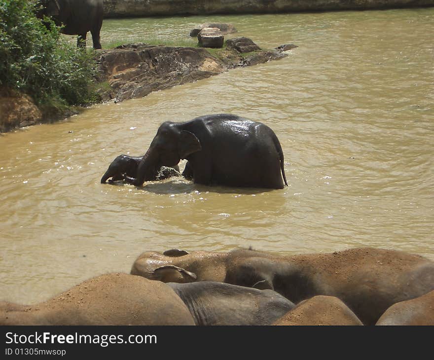 Pinnawela Elephant Orphanage 2