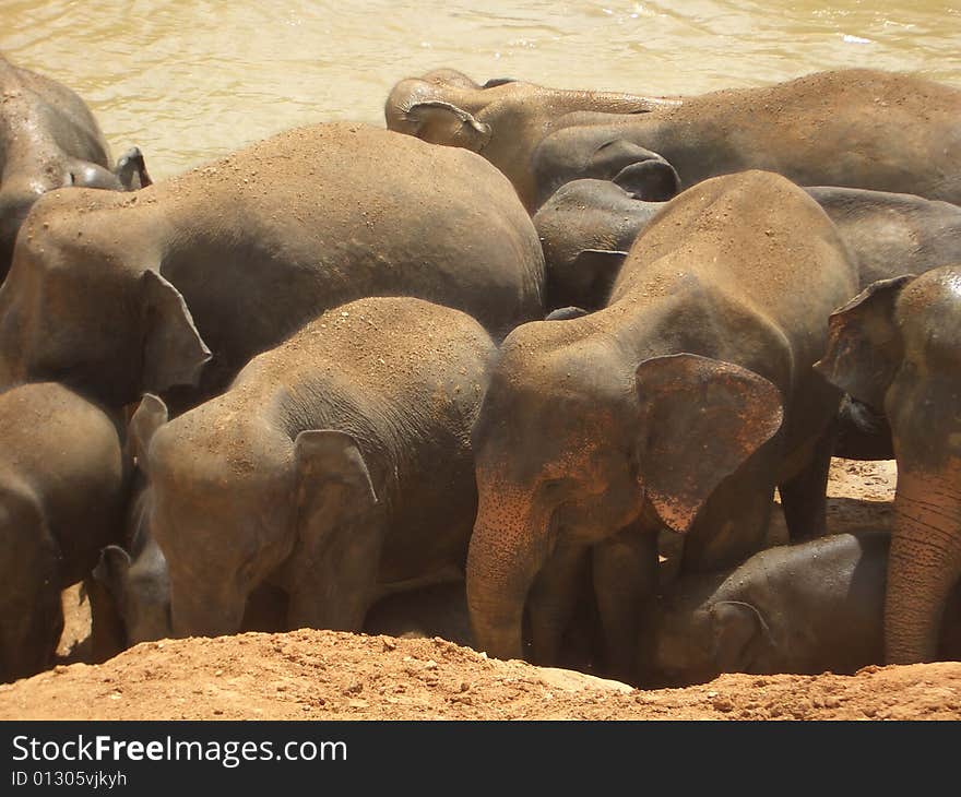 Pinnawela Elephant Orphanage 5