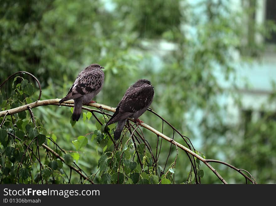 Pair of doves sits on birch tree. Pair of doves sits on birch tree