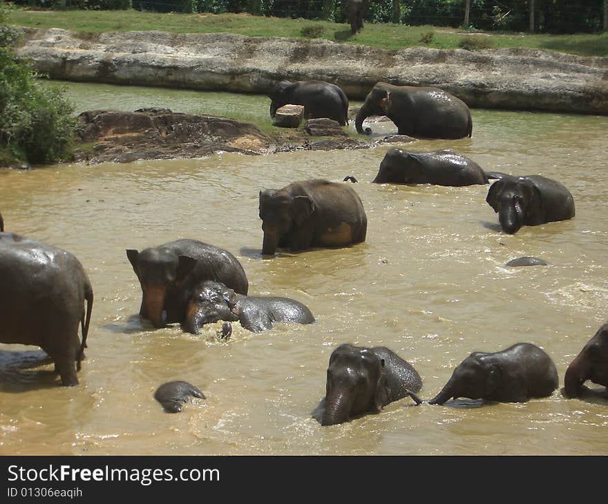 Pinnawela Elephant Orphanage 6