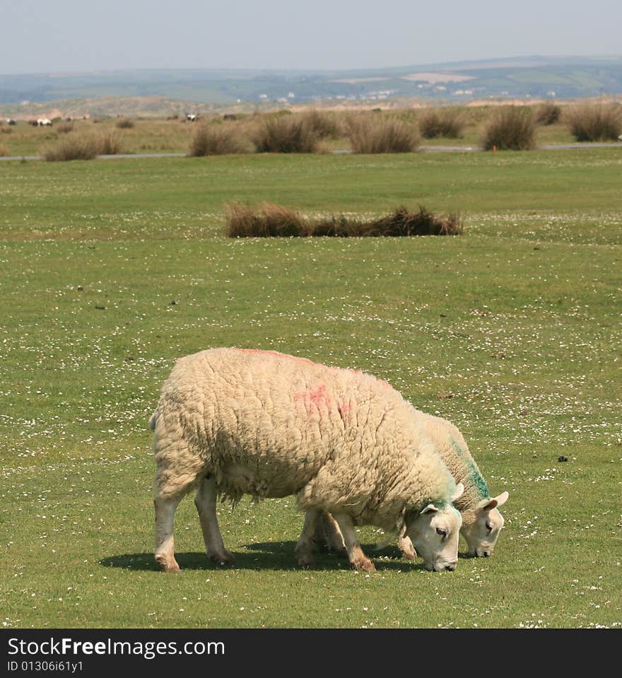 Sheep on a golf links in British Isles