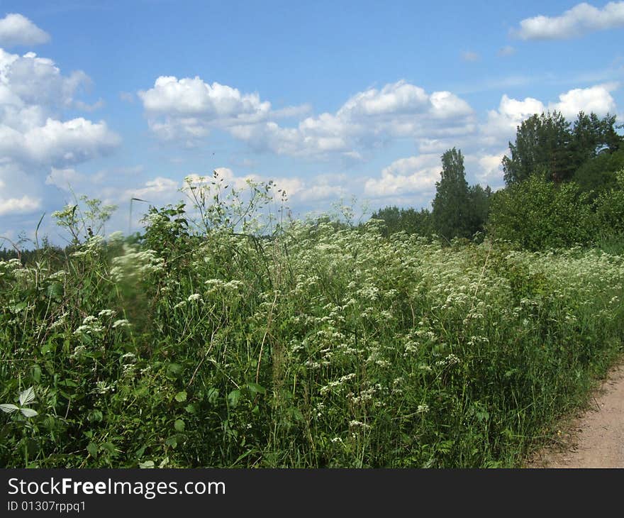 Spring meadow with white flowers