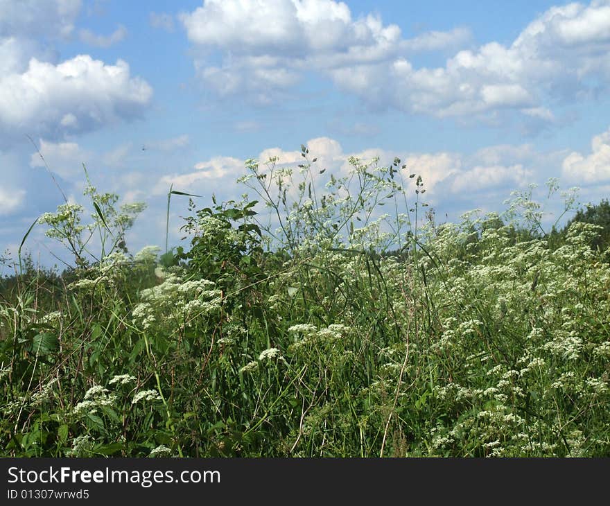 Spring meadow with white flowers