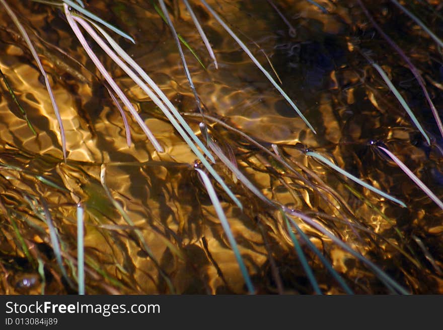 Grass In Water