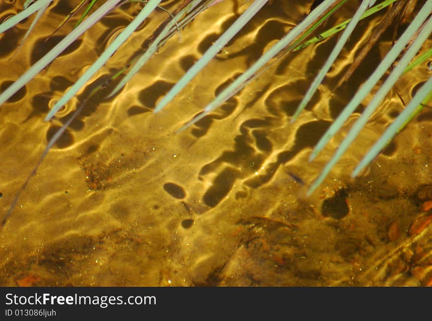 Grass in water