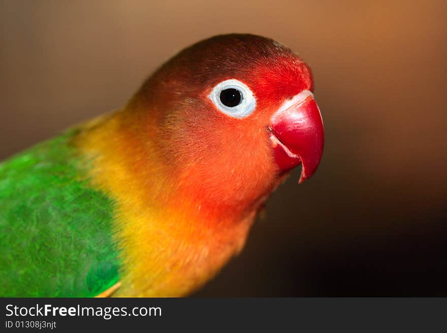 Beautiful adult male of an African parrot Agapornis fischeri. Beautiful adult male of an African parrot Agapornis fischeri