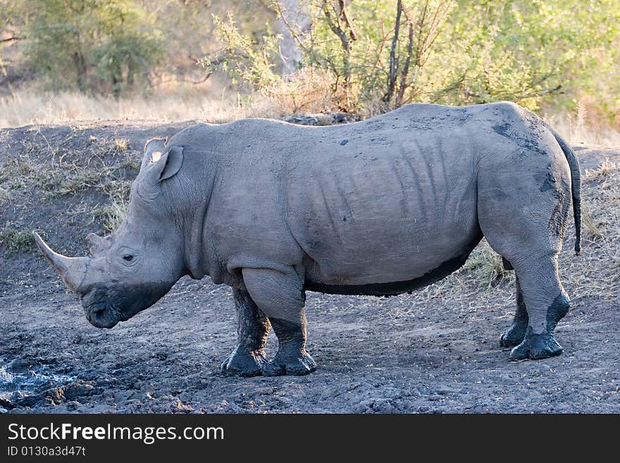 Rhino