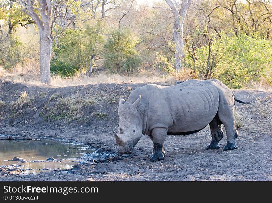 Rhino Male