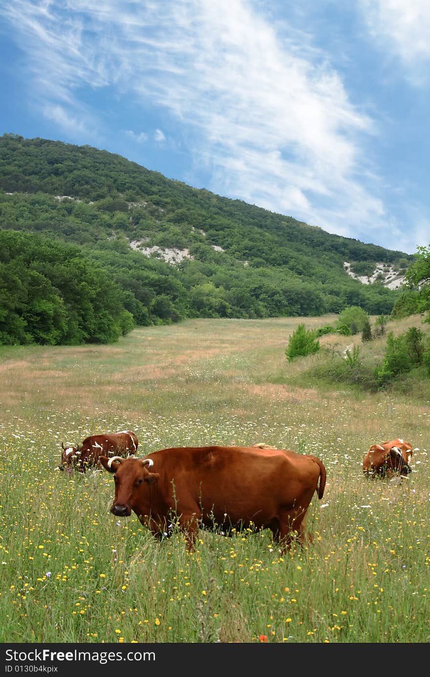 Cows on a pasture with mountains in the background