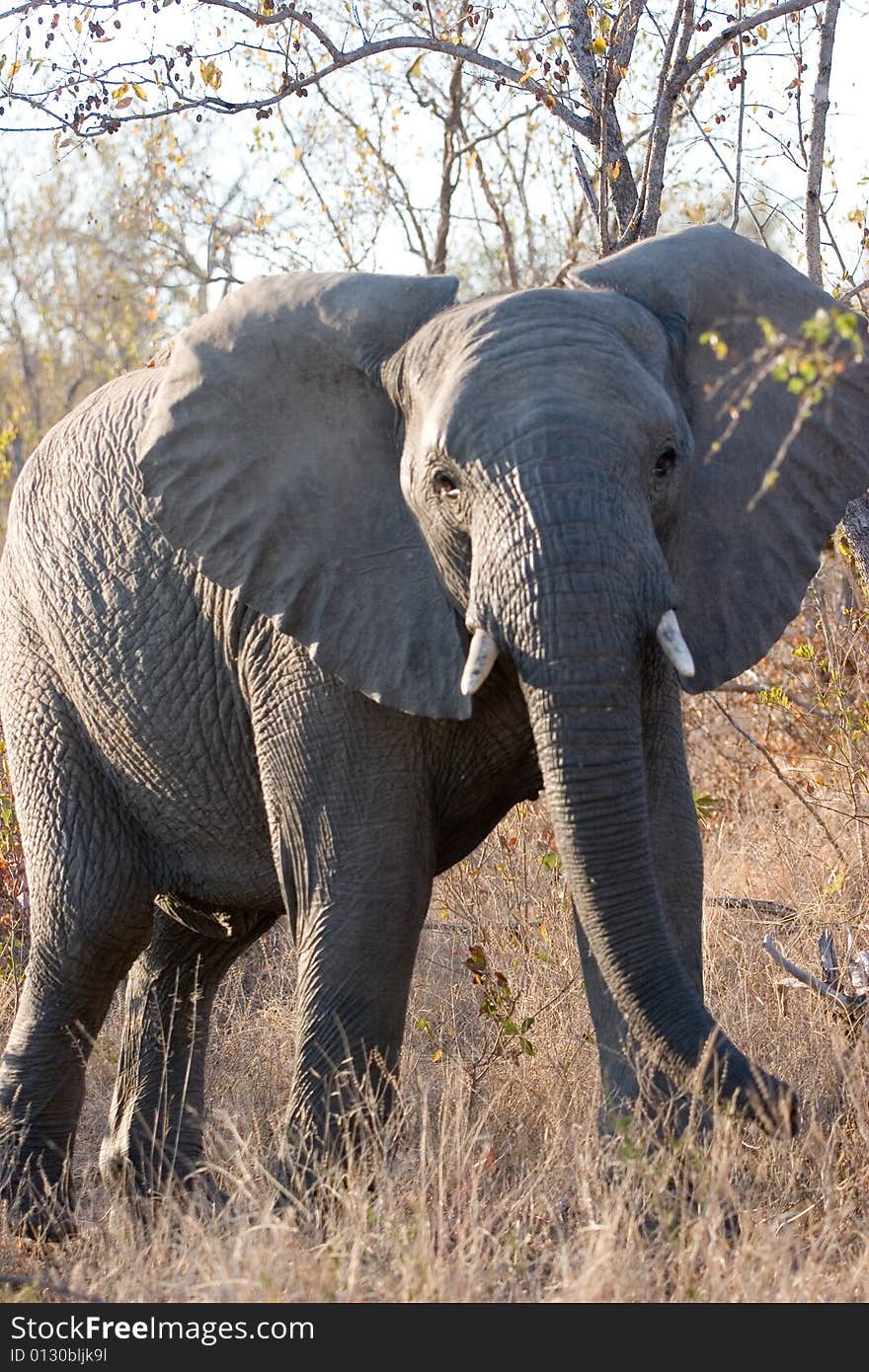 Elephant In The Bush