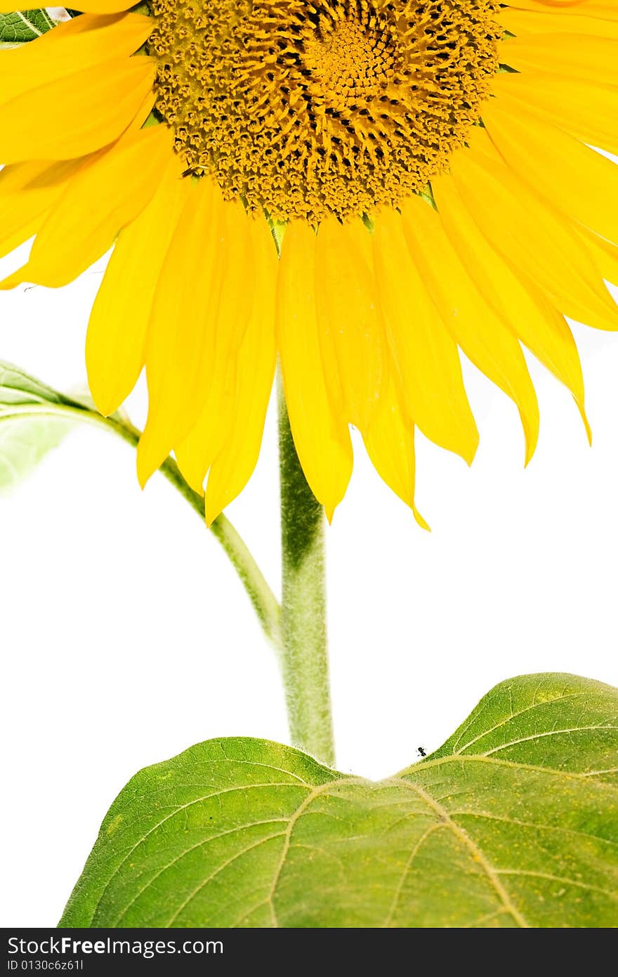 Beautiful sunflower isolated on white background.