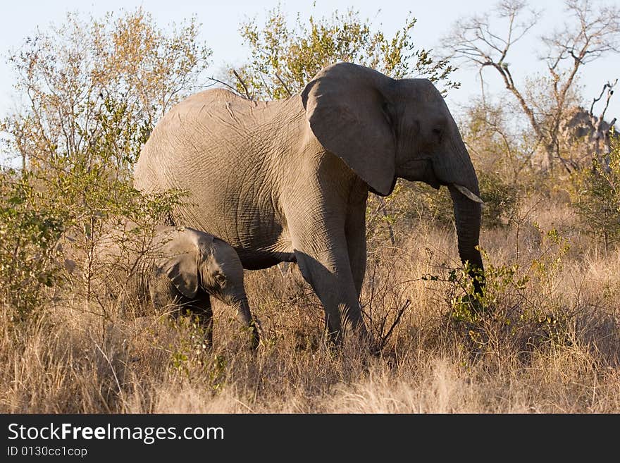 Elephant and her cub