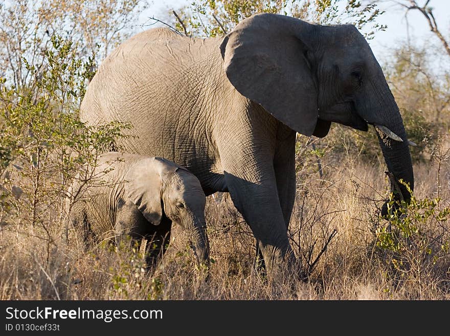 Elephant And Her Cub