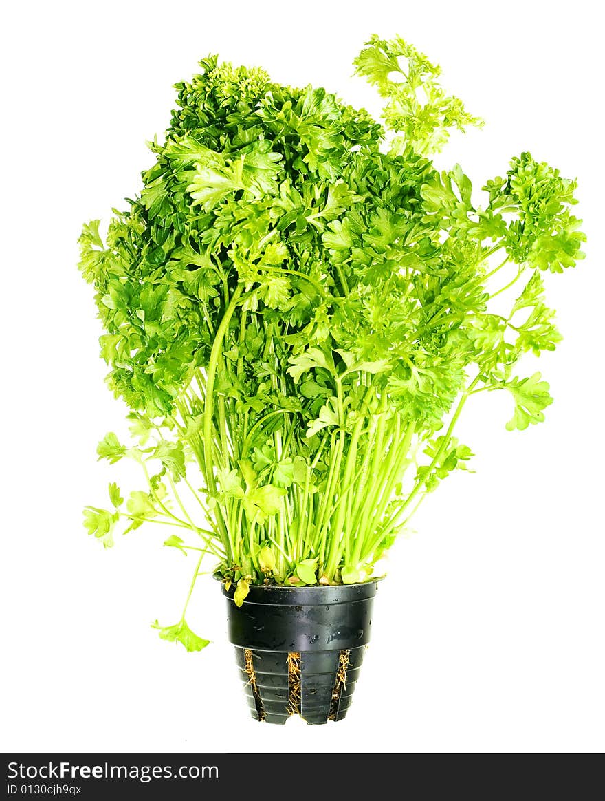 Parsley isolated on white background.