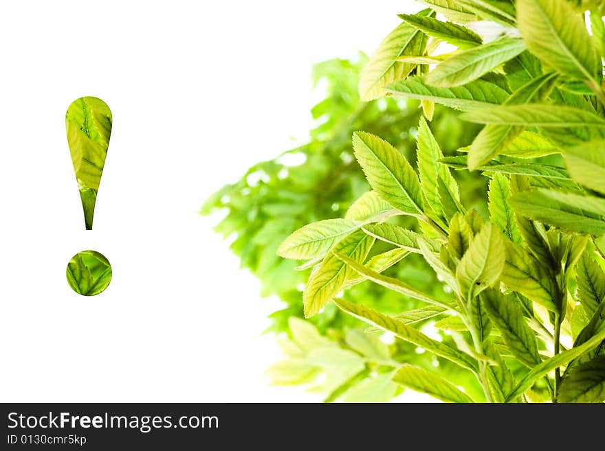 Plant isolated on white background.