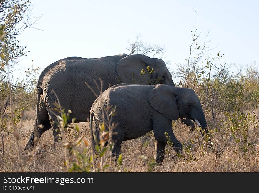 Elephant And Her Cub