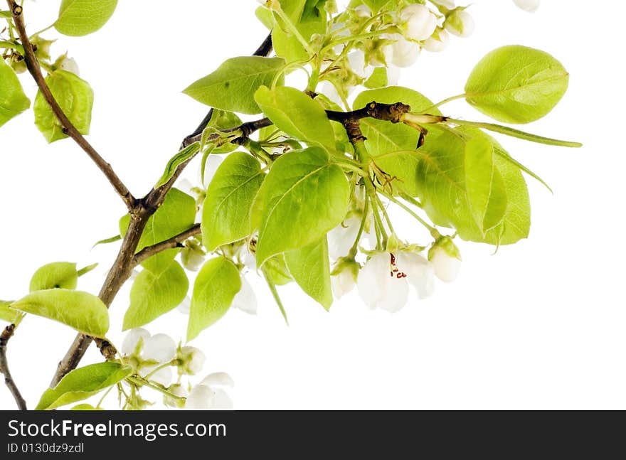 Beautiful flower isolated on white background.