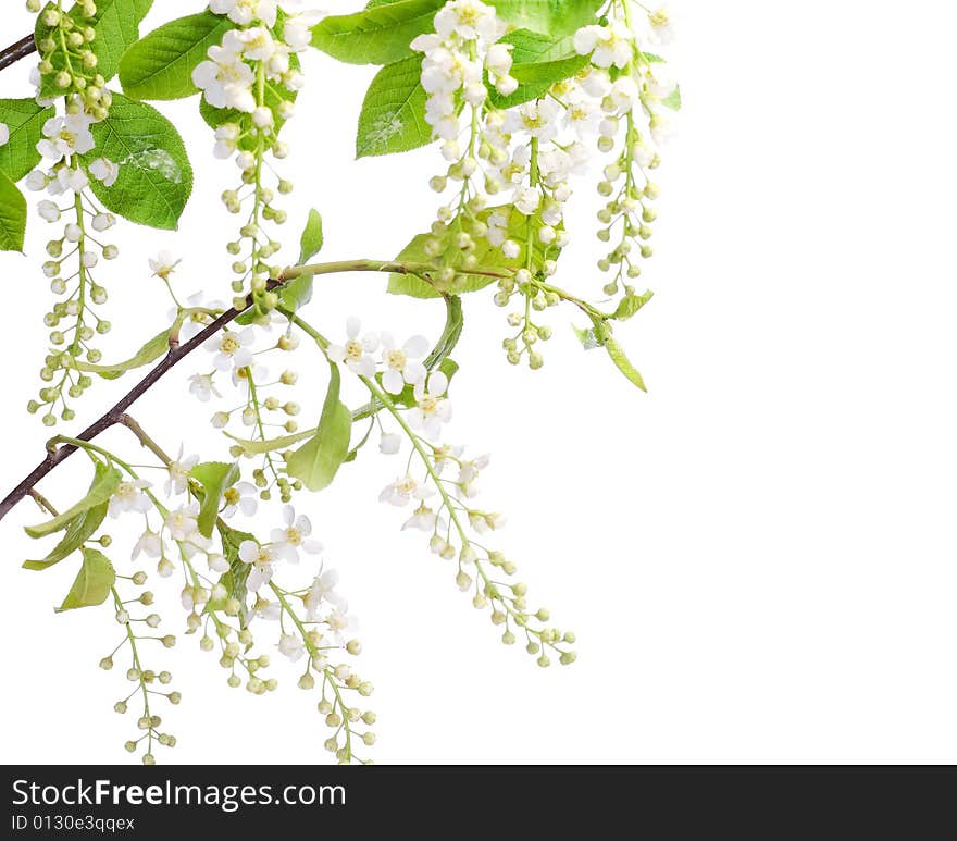 Beautiful flower isolated on white background.