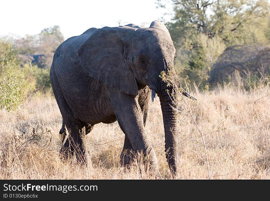 Elephant cub