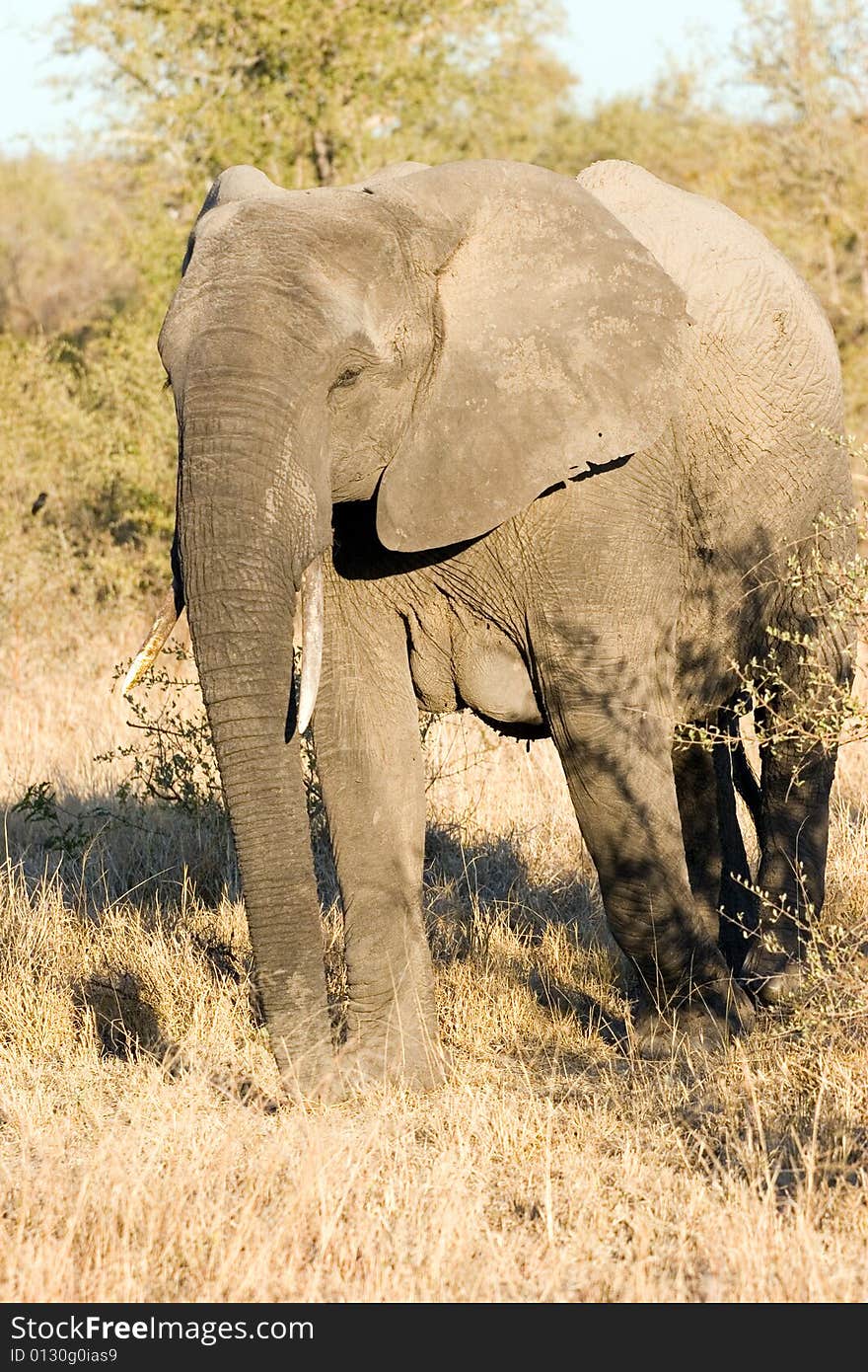 Elephant female