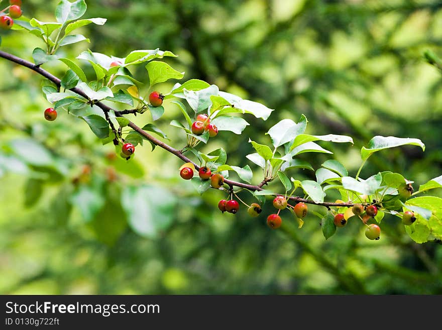 Branch with rennet in autumn to a garden