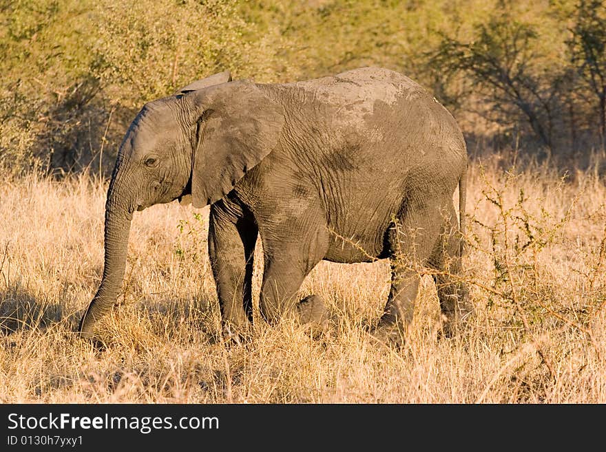 Elephant female