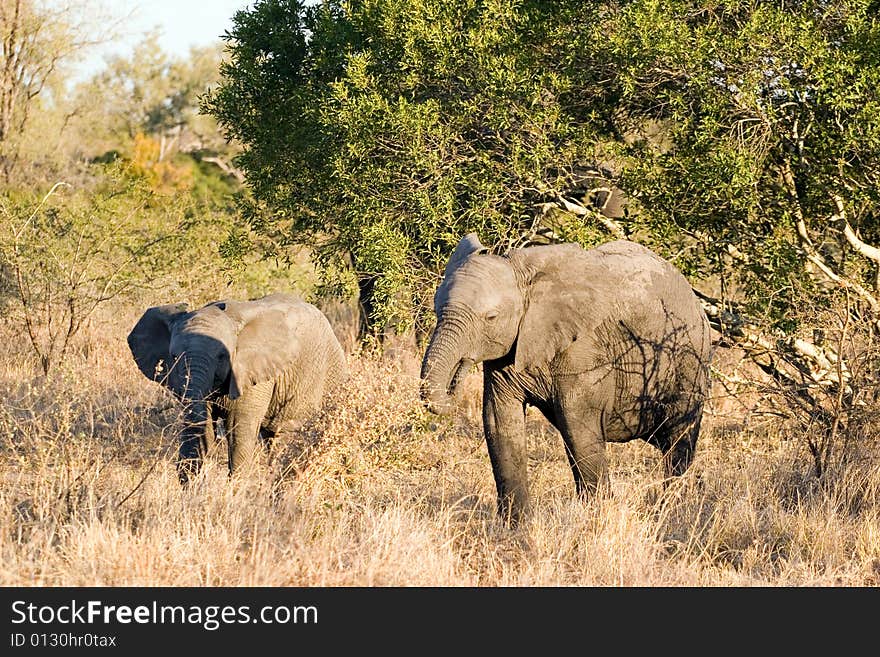 Elephant cubs