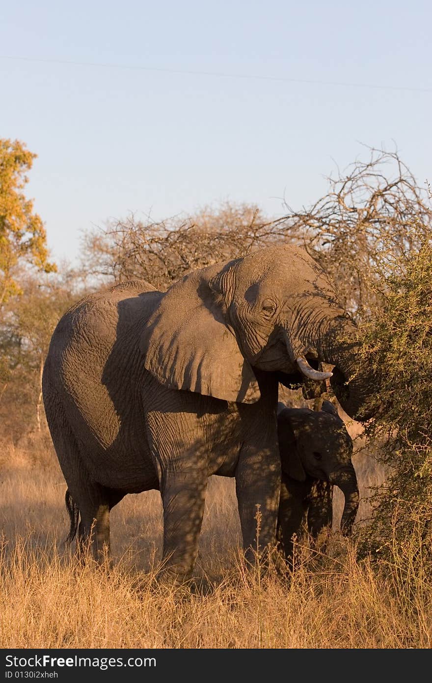 Elephant Female And Her Cub