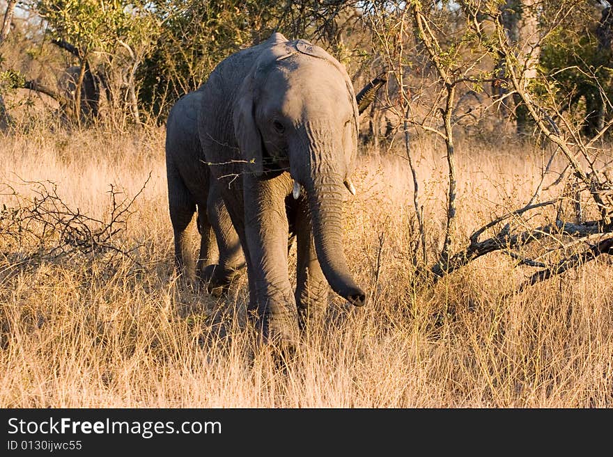 Elephant cub