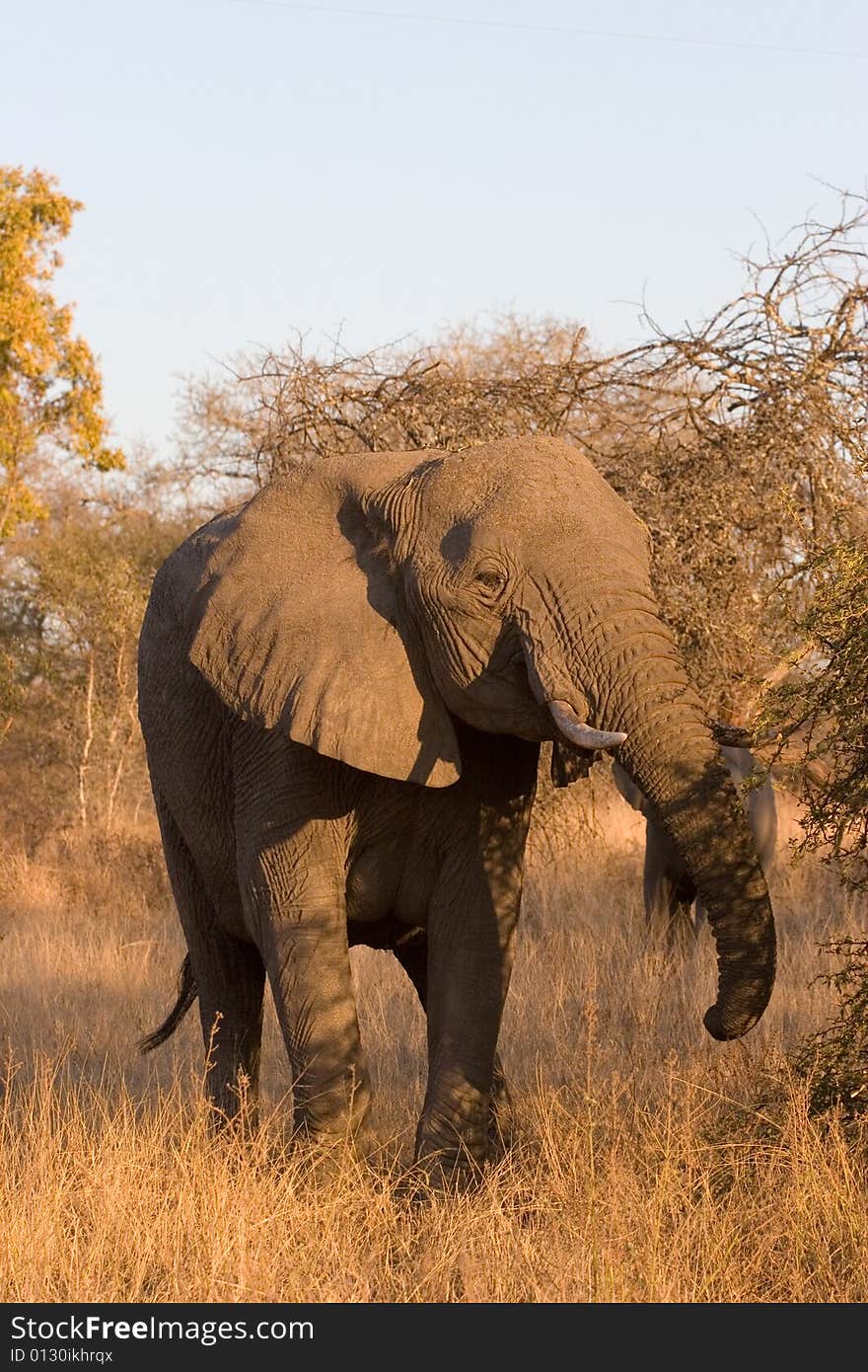 Elephant In The Bush