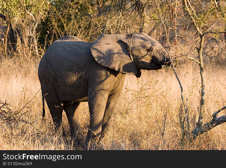 Elephant in the bush