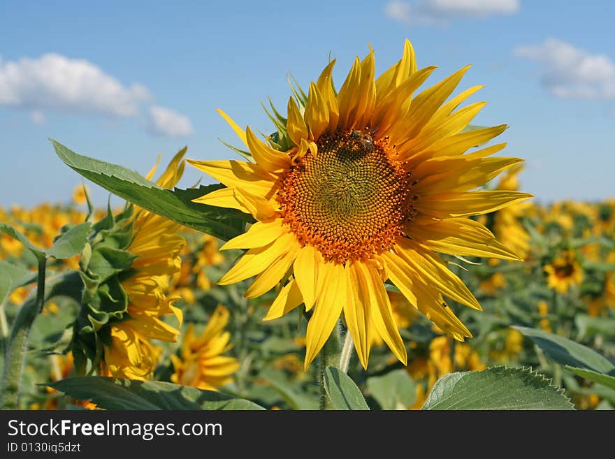 Sunflower with bee on the field, with sunflowers and the sky on background. Sunflower with bee on the field, with sunflowers and the sky on background