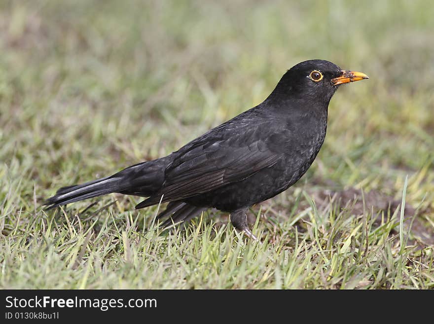 Common Black Bird